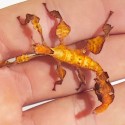 Phasme scorpion jeune, 3 à 4 cm, boîte de 8 individus