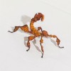 Phasme scorpion jeune, 3 à 4 cm, boîte de 2